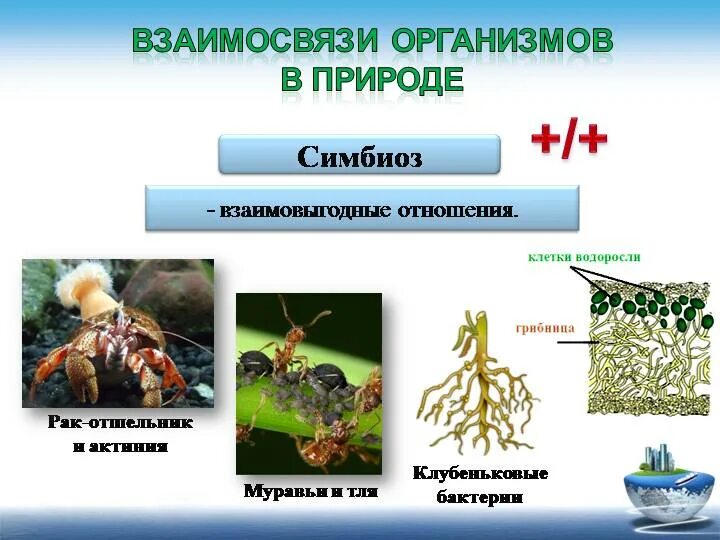 Положительные стороны симбиоза. Микориза мутуализм. Типы взаимоотношений организмов (симбиоз. Взаимовыгодные отношения симбиоз. Взаимоотношения животных в природе симбиоз.