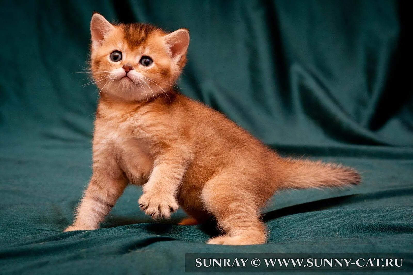 Сибирский гладкошерстный рыжий кот. Кот крысолов порода рыжий. Рыжие британцы коты. Американская короткошёрстная кошка рыжая. Мейн кун рыжий.