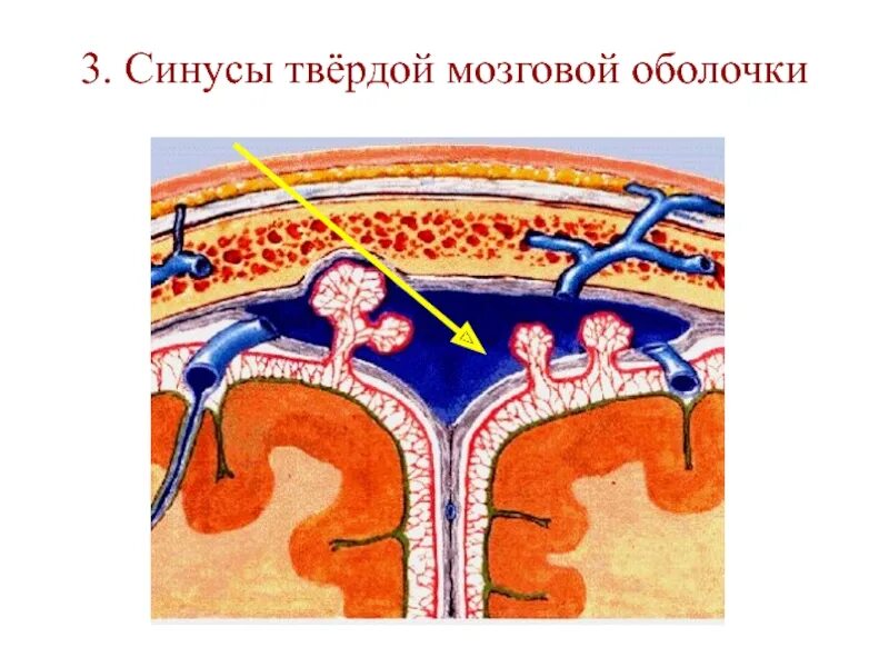 Синусы оболочек головного мозга. Оболочки головного мозга эмиссарная Вена. Лобная диплоическая Вена. Сосцевидная эмиссарная Вена.