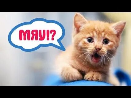 Слушать мяуканье кота живой звук для кошки