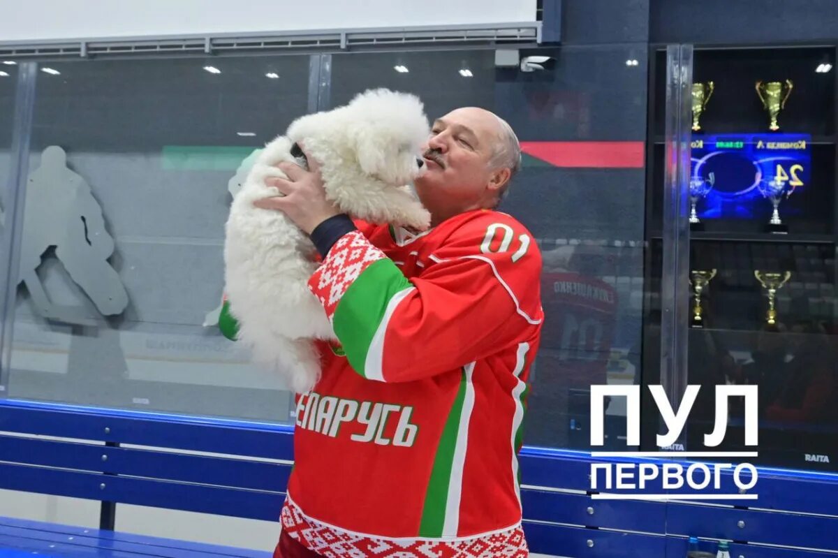 Лукашенко и шпиц умка. Шпиц лукашенко 2025. шпиц умка лукашенко. собака лукашенко. умка пес лукашенко.