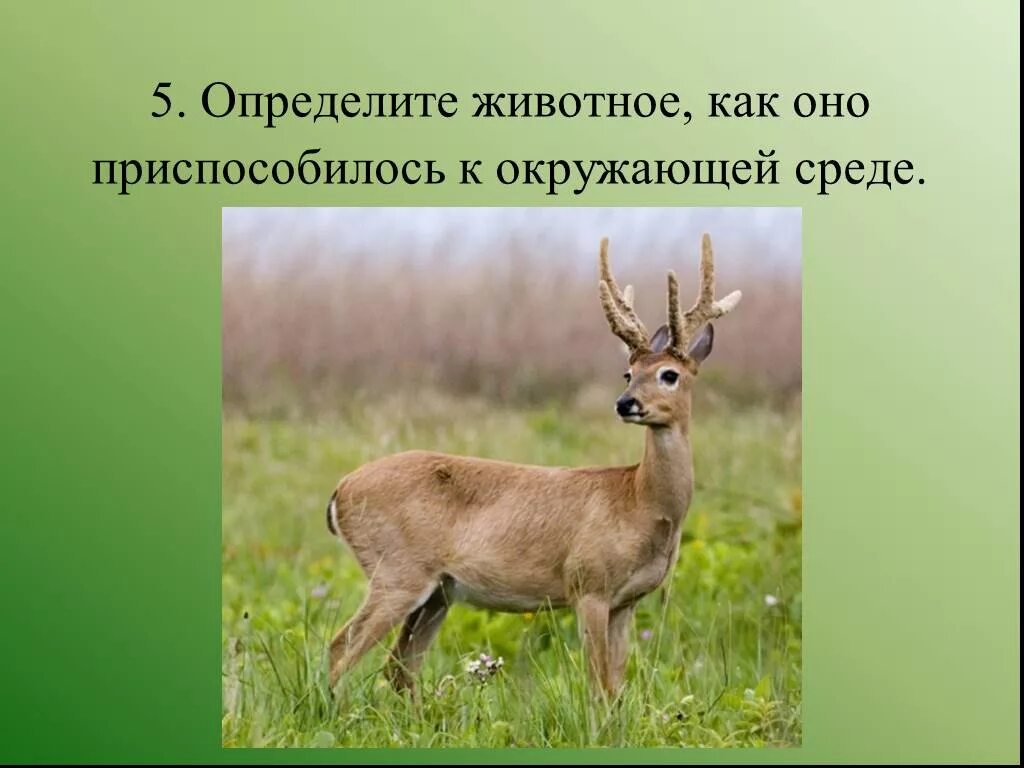 Как животные определяют время. Определить животное. как разные животные ориентируются в пространстве. как животные ориентируются в окружающей среде 3 класс. как разные животные ориентируются в пространстве сообщение.