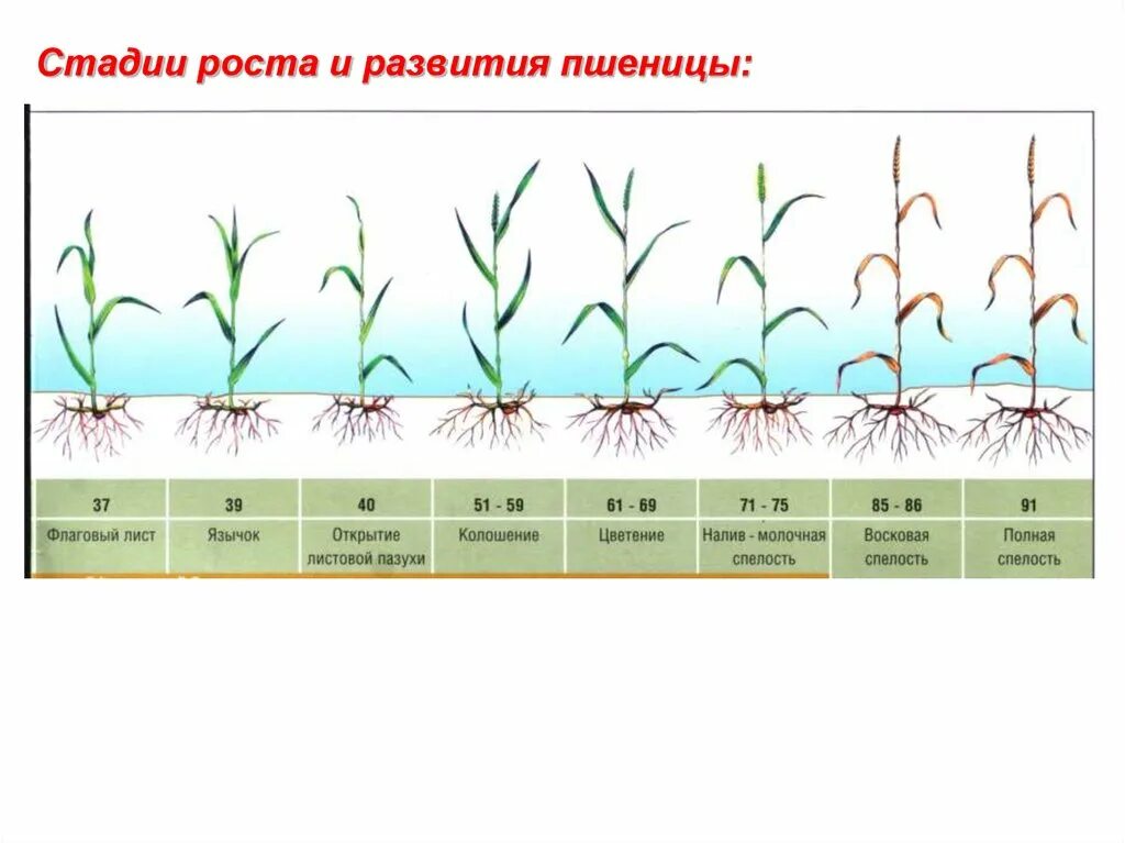 Развитие ячменя. Фазы развития озимой пшеницы по дням. Фазы роста и развития зерновых культур. Этапы развития злаковых растений. Фазы роста и развития растений.