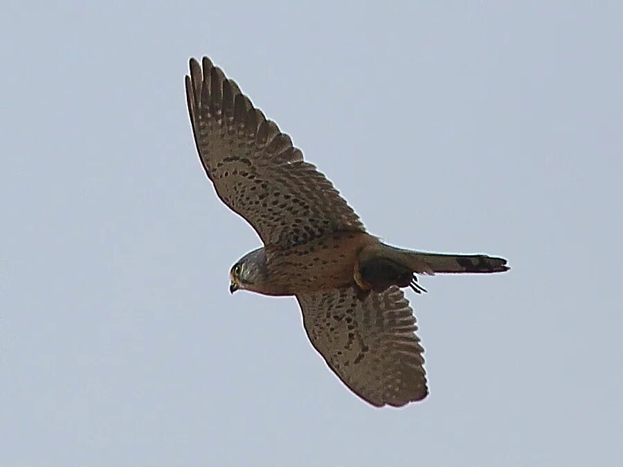 хищные птицы чувашии