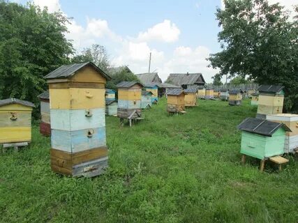 В деревне лимоновка открылась новая пасека