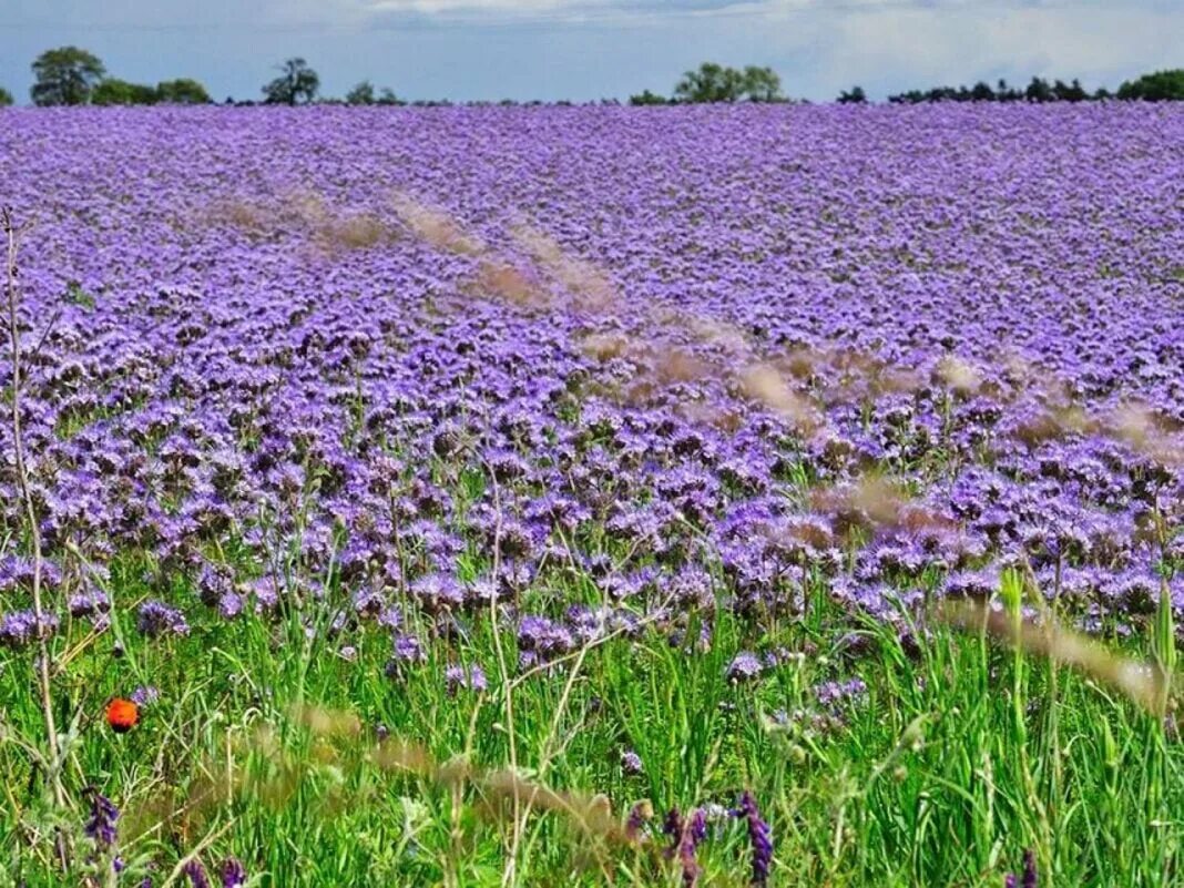 Пойменные заливные луга. Фацелия рязанская. Пойменные луга. Цикорий клевер тысячелистник луг. На заливных лугах растут ценные.