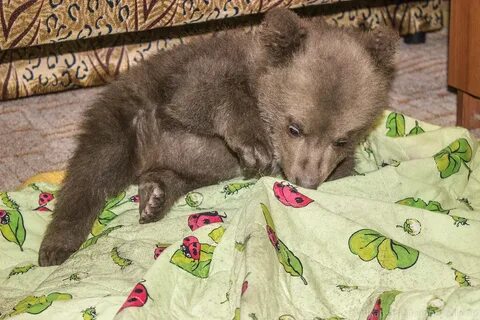 Сайт медвежонок