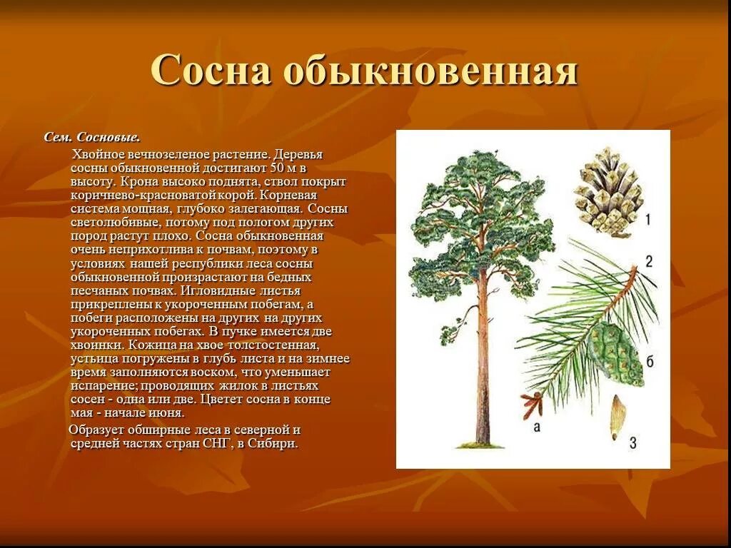 Сосна что она дает. Сосна описание. Сосна что она дает. Pinus nigra nigra. Сосна что она дает.