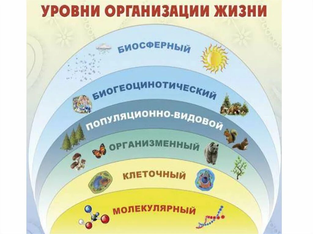 Уровень организмов живой природы. Уровни организации живых организмов. Уровни организации живой материи схема. Уровни организации живой природы биология. Уровни организации жизни биология схема.