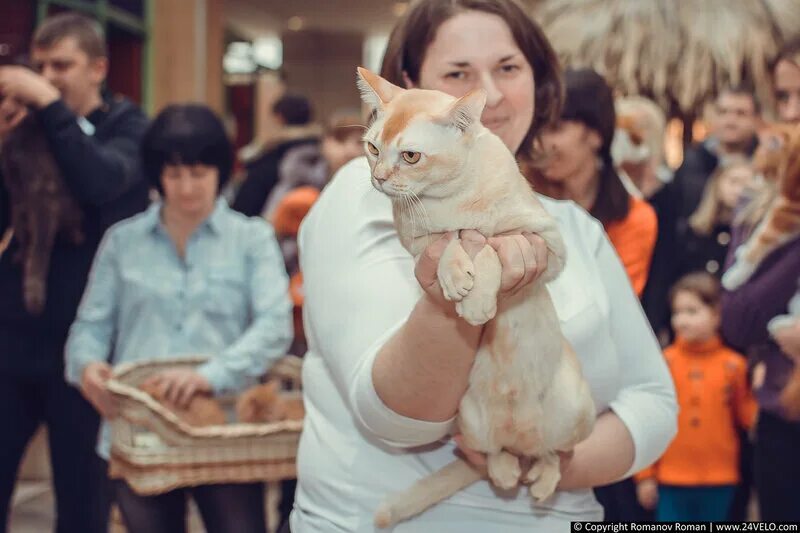 Выставка кошек афиша. Выставка кошка в москве 2022 год фото. Выставка кошек. Выставка кошек в египте. Выставки кошек на чем сидят.