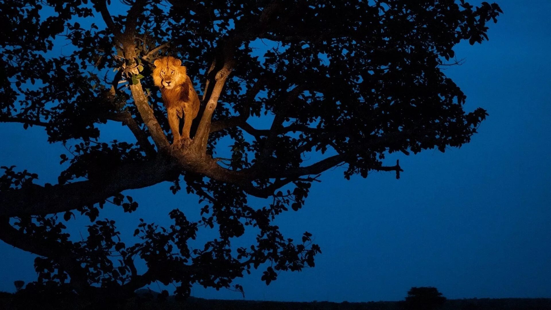 Деревья на которых можно сидеть. Дерево ночью. Сидит на дереве. Лев на дереве. Ночное дерево.