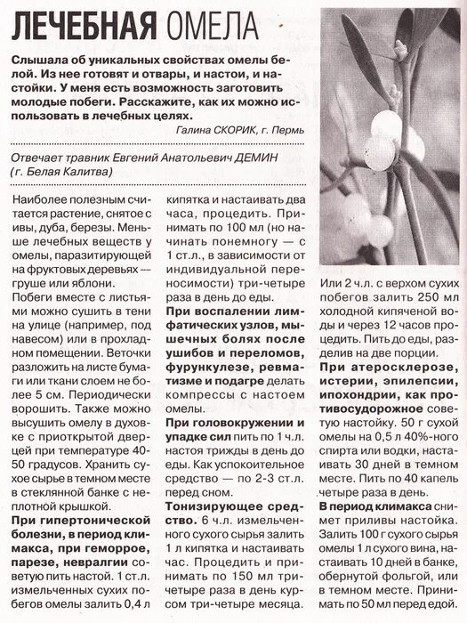 Лекарственное растение омела. Омела полезные свойства. Омела белая. Омела белая применение отзывы. Омела белая лекарственное растение.