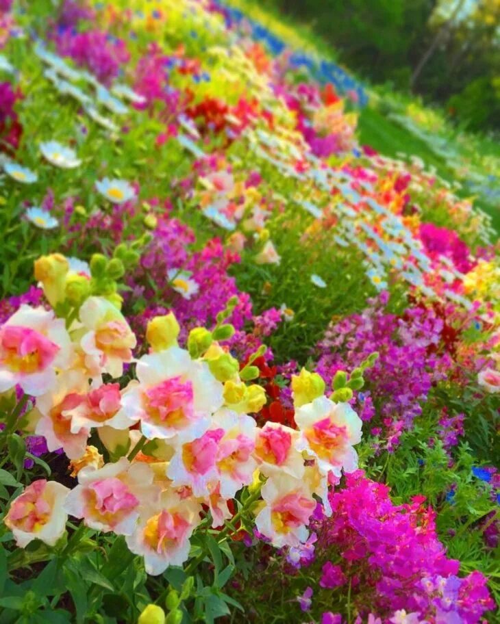 Цветного лето. Летние цветы. Цветы в саду. Яркие цветы. Цветочный сад.