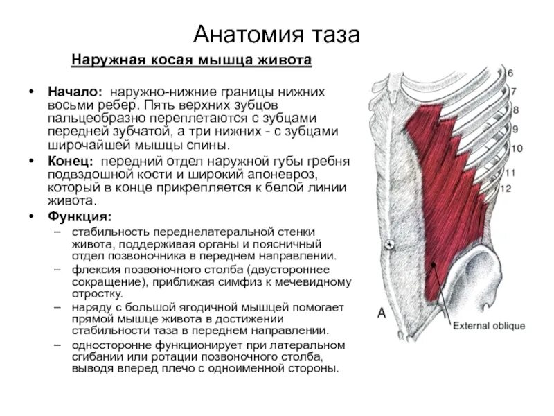 Функции косой мышцы. Внутренняя косая мышца живота сзади. апоневроз наружной косой мышцы функции. апоневроз наружной косой мышцы живота функция. наружные косые мышцы живота функции.