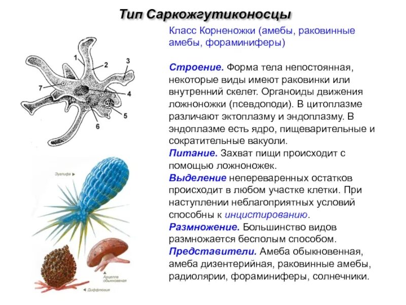 Каковы особенности строения и жизнедеятельности. Тип Саркожгутиконосцы класс Саркодовые. Тип Саркожгутиконосцы корненожки. Тип Саркожгутиконосцы класс Саркодовые (корненожки). Форма тела Саркожгутиконосцы.