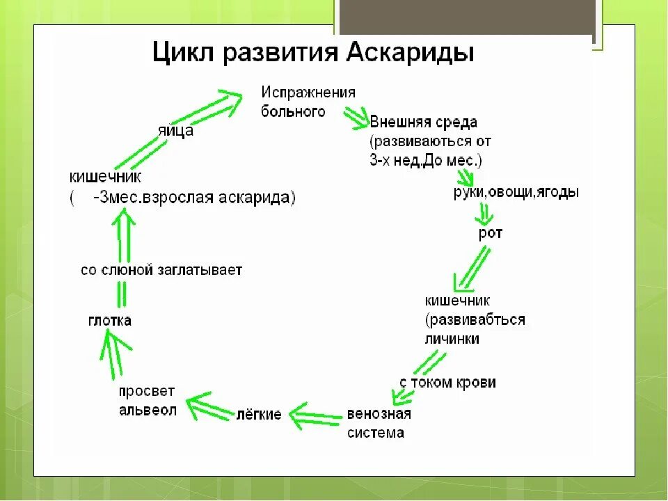 Жизненный цикл аскариды человеческой схема. Жизненный цикл аскариды человеческой. Жизненный цикл аскариды человеческой схема 7 класс биология. Цикл развития аскариды 7 класс.