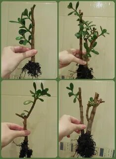 Денежное дерево уход обрезка