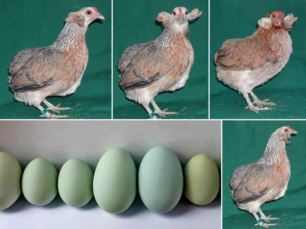 Какие куры несут зеленые яйца порода