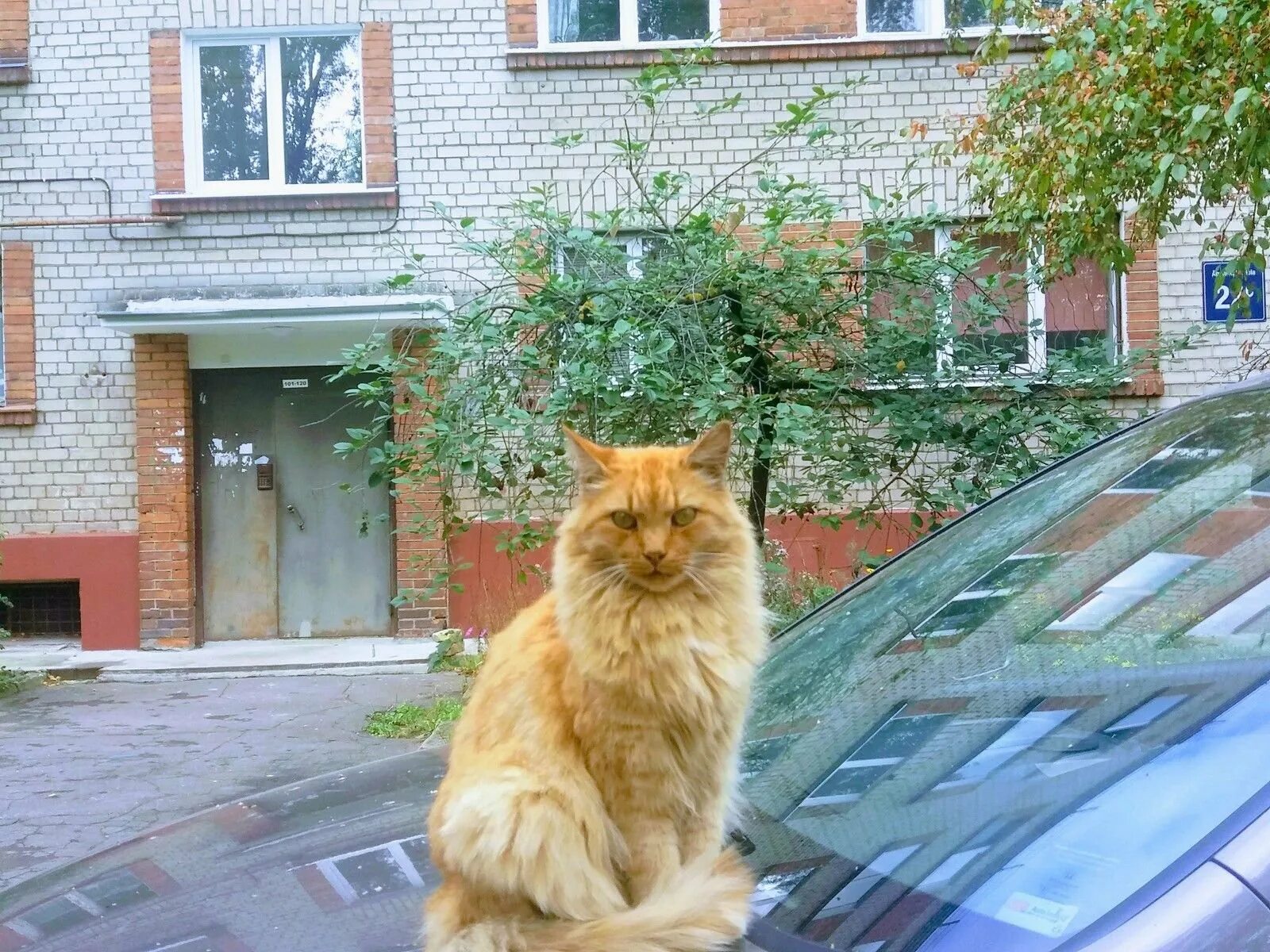 Деловой кот. Кот в человеческой одежде. Солидный кот. Солидный кот. Павел кот.