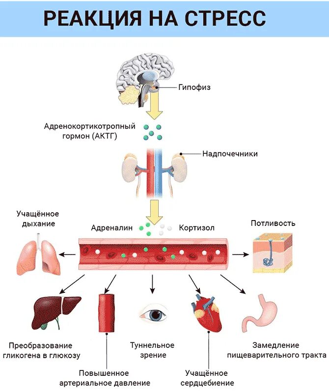 Анализ крови на стресс. Схема влияния кортизола. Схема выработки кортизола. Кортизол эффект гормона. Роль гормонов надпочечников при стрессе.