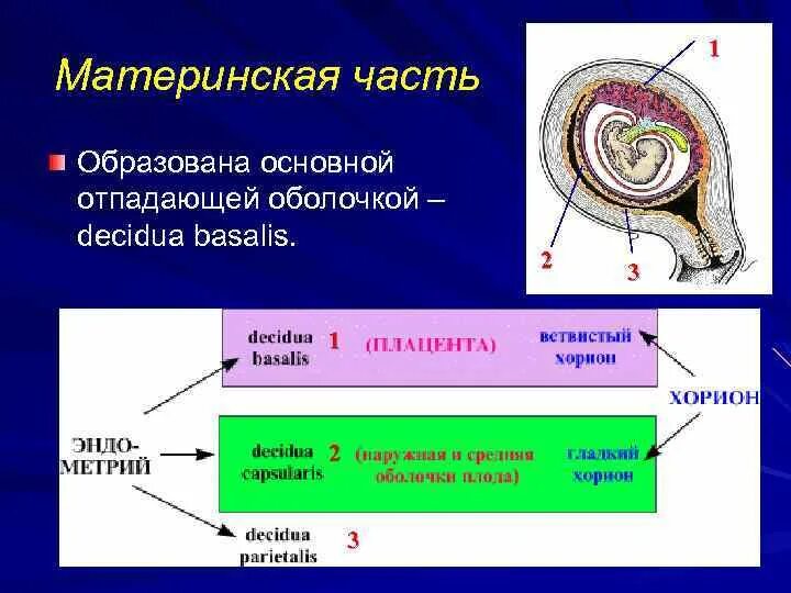 Тип питания трофобласта в первые две недели