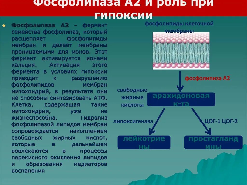 Синтез липидов мембраны. Фосфолипаза а2 биохимия. Фосфолипаза а2 воспаление. Роль перекисного окисления липидов. Роль фосфолипазы а2.