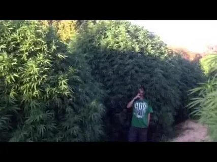 Большой огромный куст