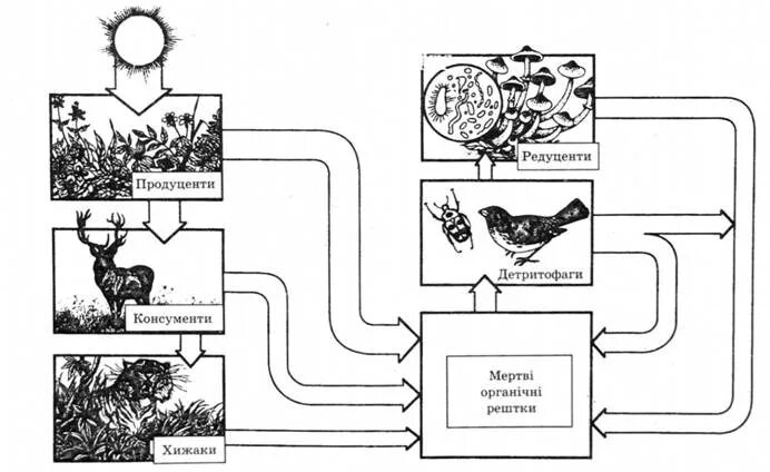 Продуцент детритофаг плотоядное животное. Пищевые взаимоотношения в экосистеме. Детритофаги в пищевой цепи. Консументы, детритофаги, продуценты. Детритофагитрофические уровни.