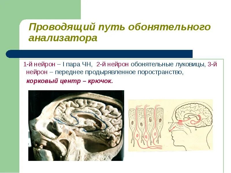 Проводящий путь обонятельного анализатора. Проводящие пути обонятельного анализатора. Проводящий путь обонятельного анализатора Нейроны. Обонятельный путь.