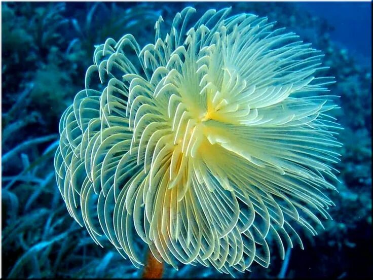 Морские цветы фото Related image Ocean plants, Sea anemone, Sea plants