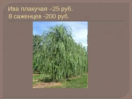 Народное название ивы кроссворд