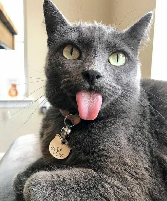 Котенок с высунытым языком. Кот с выкинутым языком. Кошачья морда. Кошки. Чкот с высунутым языком.