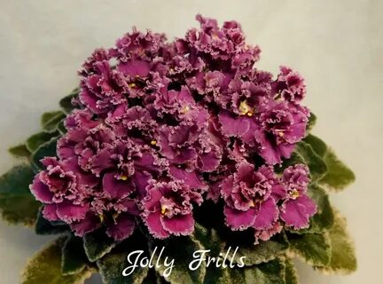 Jolly frills фиалка