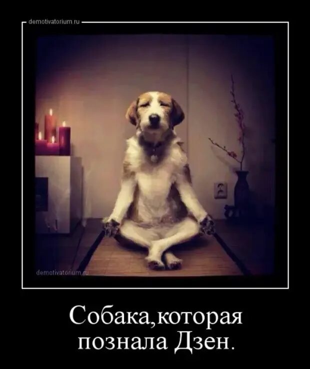 Только не уходи дзен 39. Собака медитирует. собака медитация. познал дзен. дзен собака.