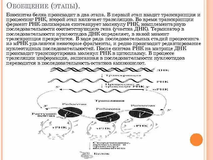 Синтез белковых молекул происходит. Стадии биосинтеза белка процессинг.