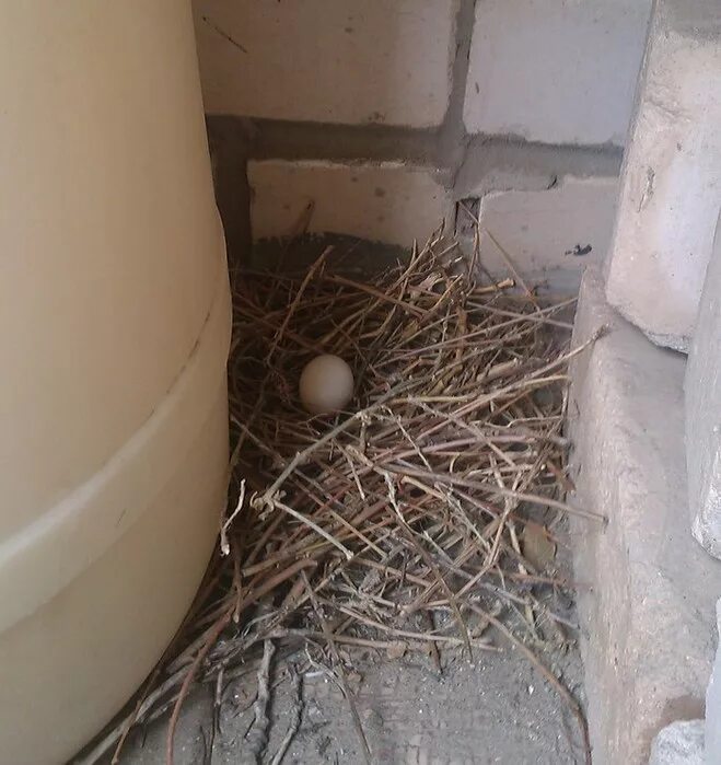 Гнездо голубя на балконе примета. Голубиное гнездо. Голубь свил гнездо. Гнездо на балконе. Голубь строит гнездо.
