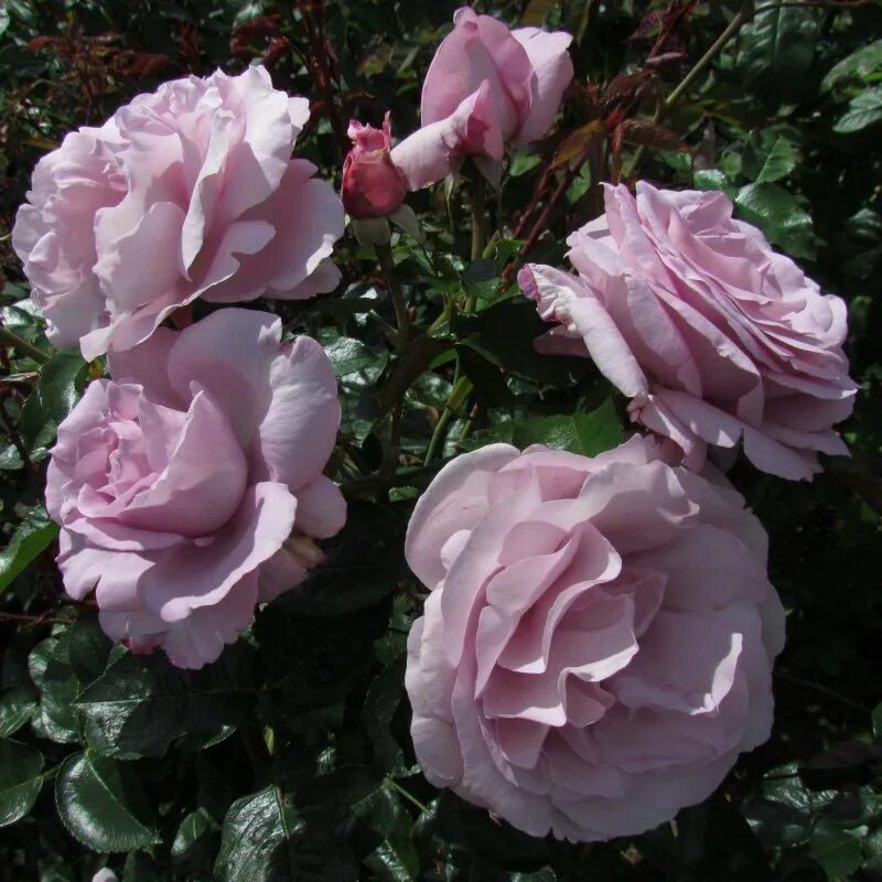 Галерея - La Rose de Molinard ® (Delgrarose) - Энциклопедия роз