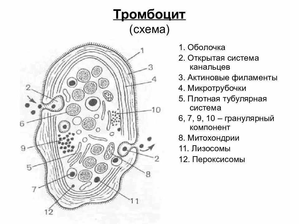 Строение тромбоцитов человека. Схема ультрамикроскопического строения кровяной пластинки. тромбоциты кровяные пластинки строение. строение тромбоцита гистология. строение тромбоцита гиаломер.