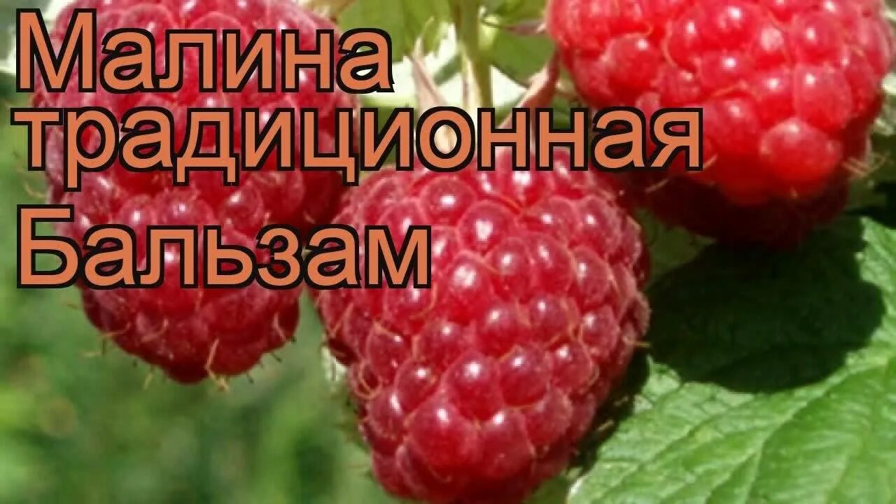 Малина сорт бальзам отзывы. Малина крупноплодная бальзам, красная. Малина сорт бальзам. Малина сортовая бальзам. Малина обыкновенная бальзам.