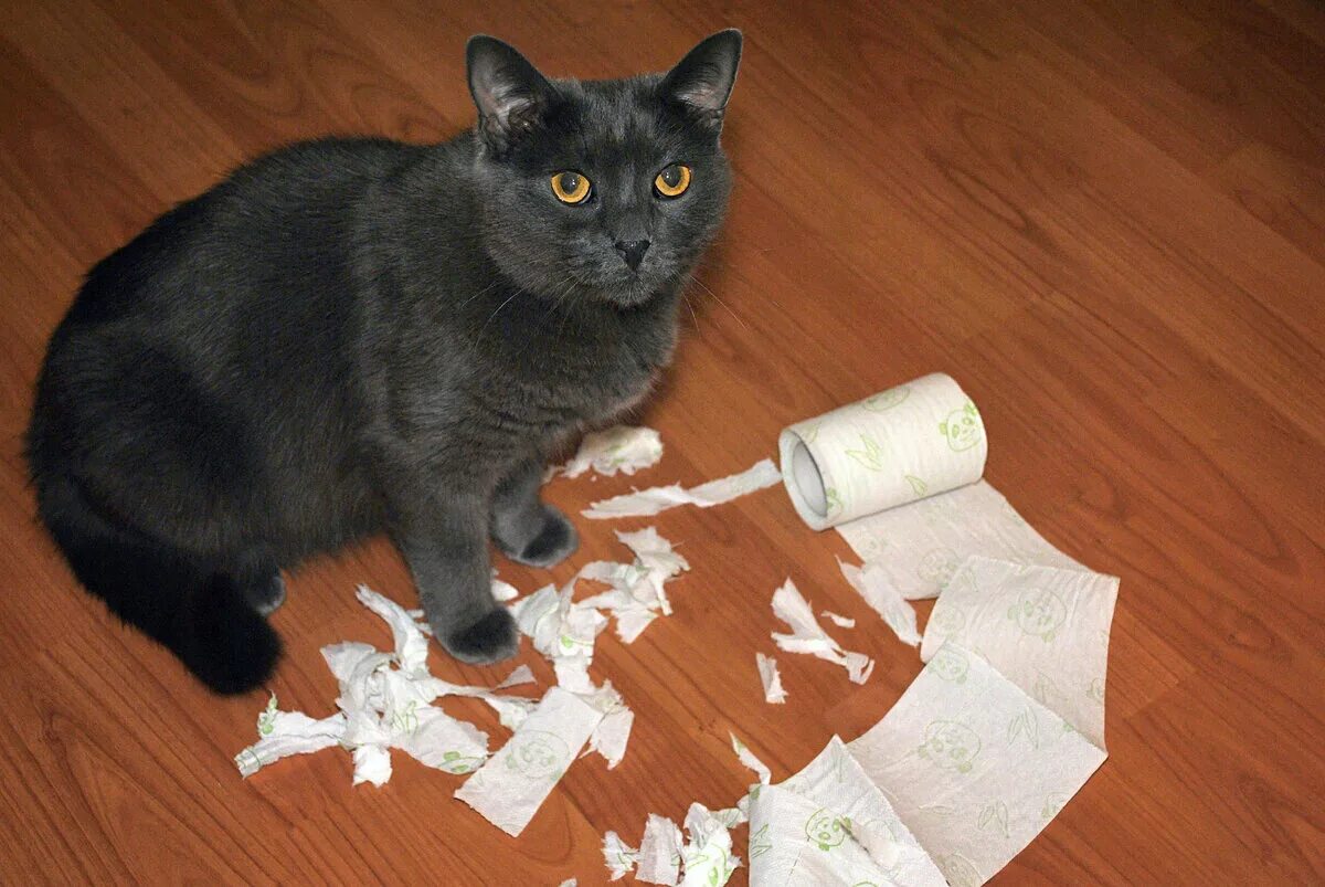 Кот кусает руку. Наказание кошки. Почему нельзя бить кошек. Нельзя бить кошек. Можно ли бить котенка.