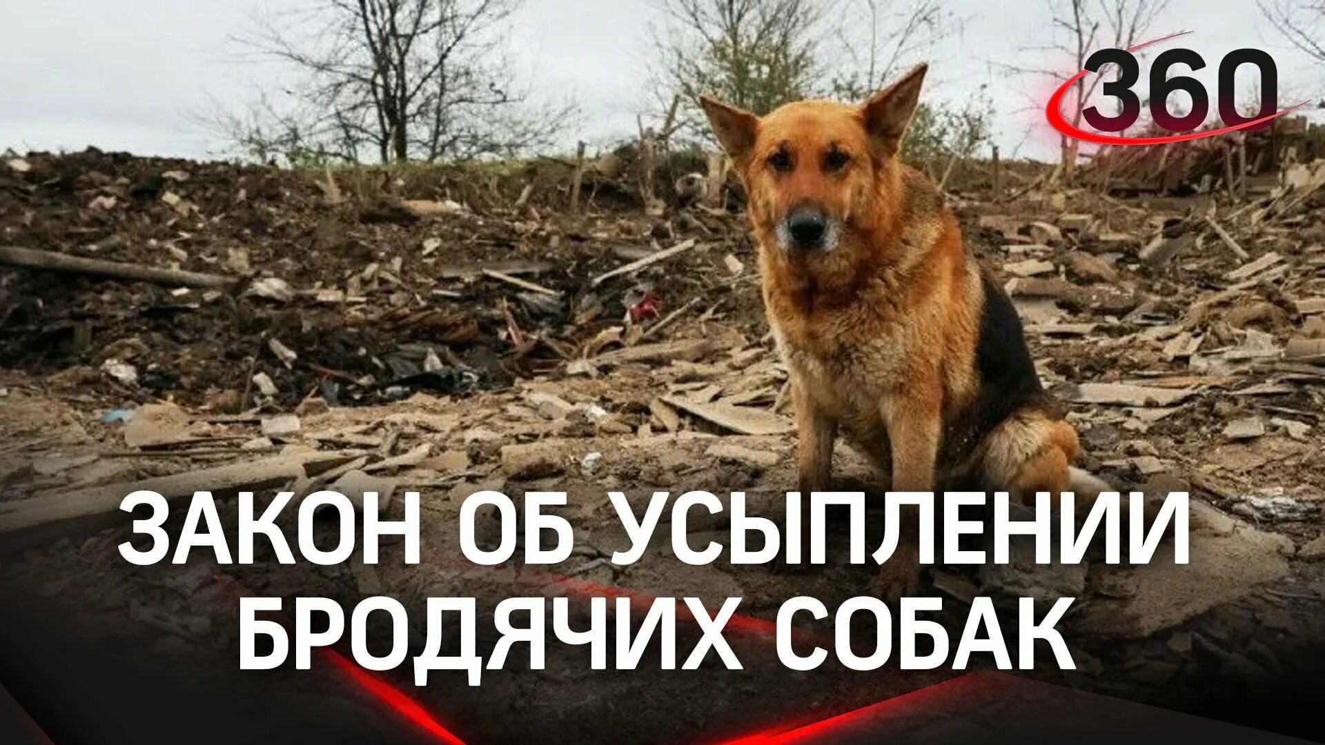 Закон об усыплении животных