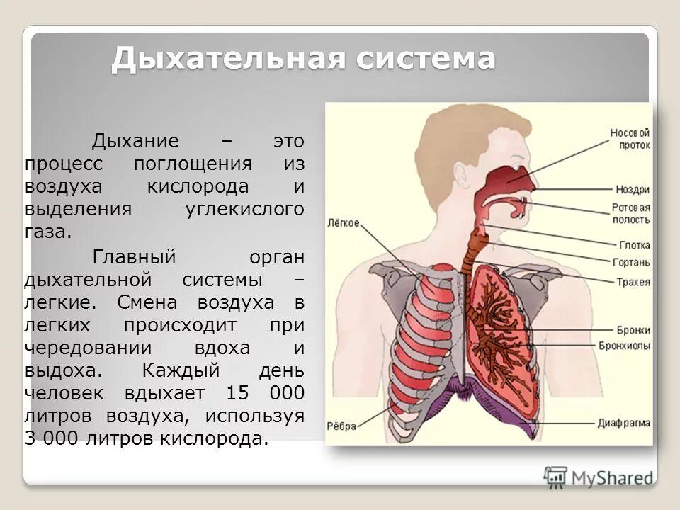 Процесс вдоха человека