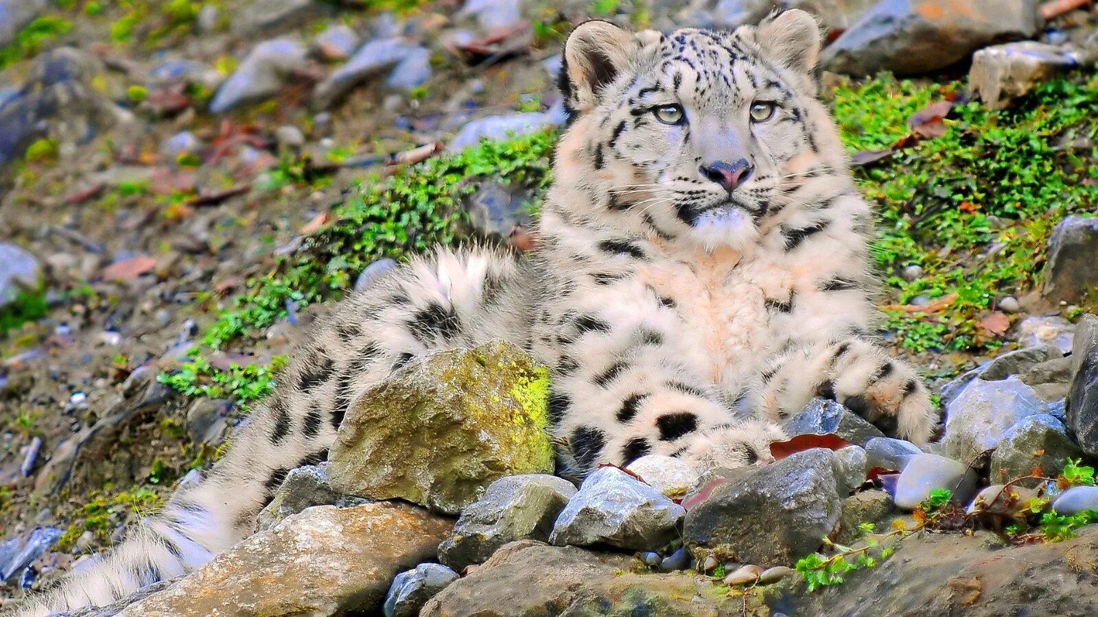 Снежный Барс (Ирбис, снежный леопард). Катунский заповедник снежный Барс. Снежный Барс горный Алтай. Снежный Барс uncia uncia.