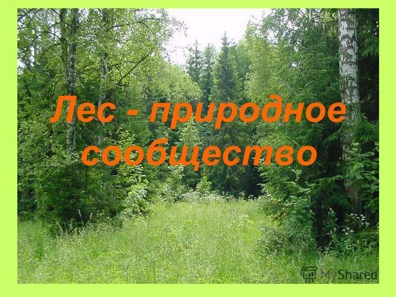 Презентация на тему природные сообщества. Природное сообщество лес. Природное сообществ сообщество лес. Название природного сообщества – лес.. Проект на тему природное сообщество.