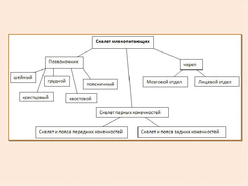 Особенности строения скелета млекопитающих функции. Скелет млекопитающих схема таблица. Скелет млекопитающих схема биология 7 класс. Отделы скелета млекопитающих 7 класс. Таблица скелет млекопитающих 7 класс.