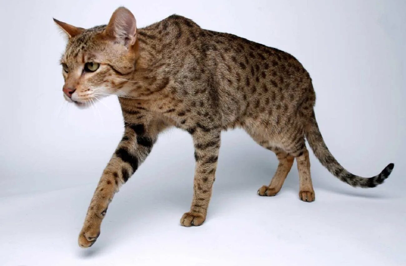 Самая большая домашняя кошка порода. Саванна Ашера. Ашера (кошка). Мейн кун Ашера. Порода кошек Ашера.