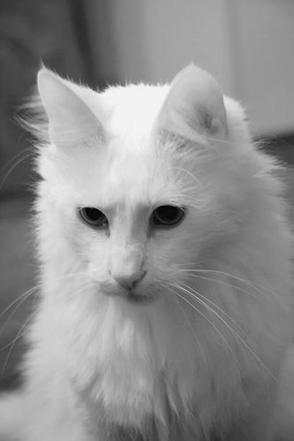 Черная ангора. Ангорская кошка. Турецкая ангора кошка. Белая ангорская кошка. Турецкая ангора белая.