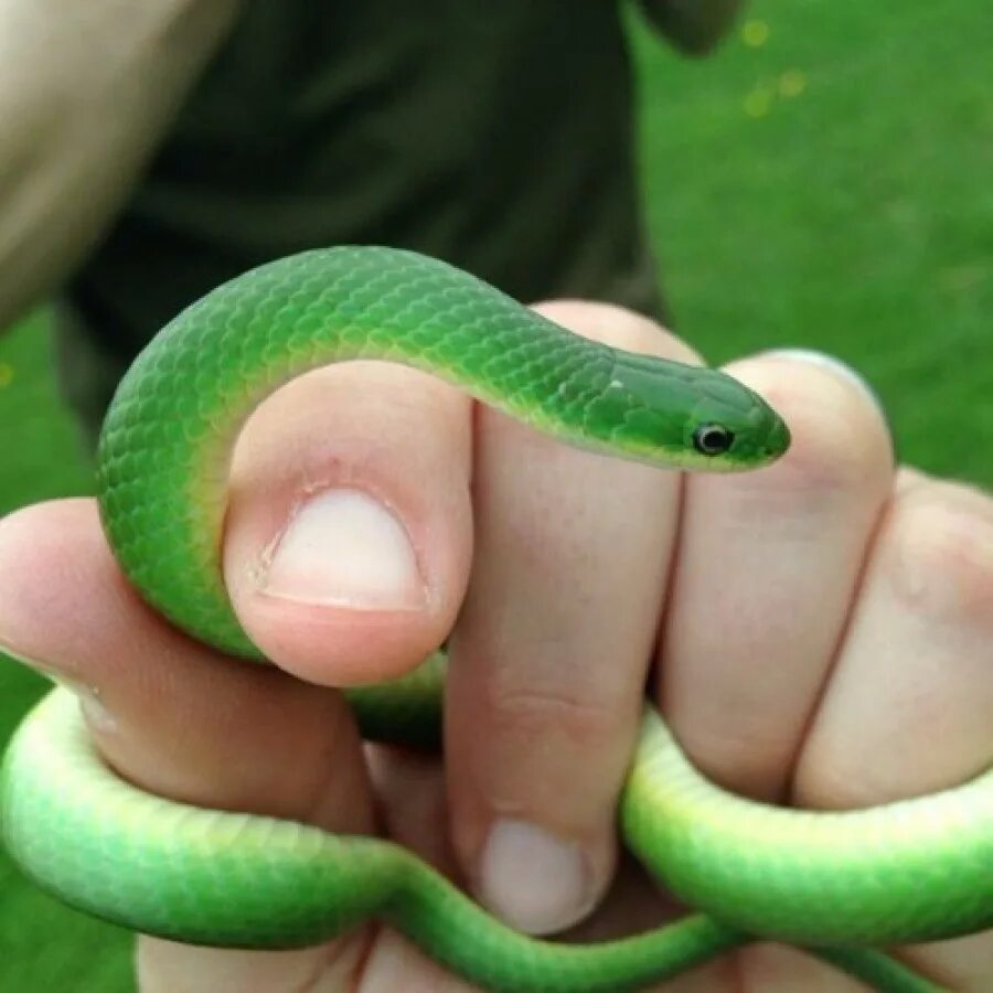 You ever seen a snake