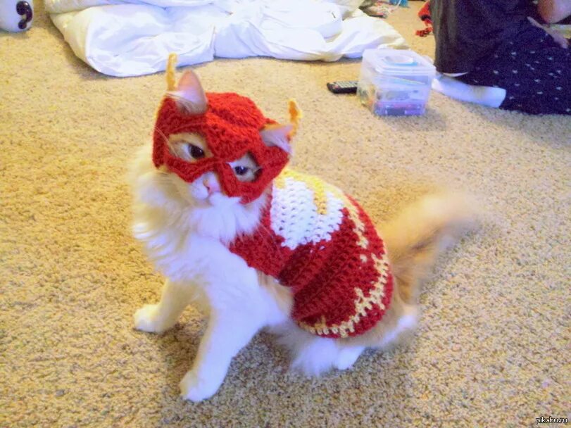 Котик быстро