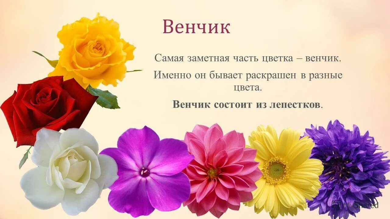 Многих растений самой заметной частью цветка является. Венчик цветка. венчик у цветка бывает. самая заметная часть цветка это. свободнолепестный венчик.